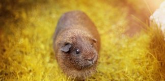 Test animali cavia