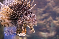 pesce scorpione