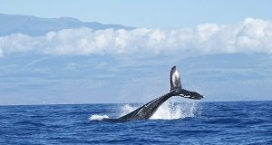Blue Whale