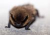 Pipistrello