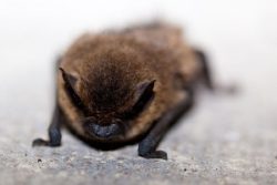 Pipistrello