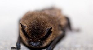Pipistrello