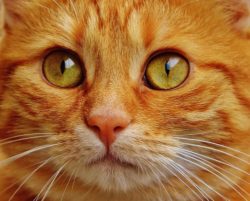 Gatto