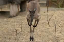 Canguro e auto a guida autonoma