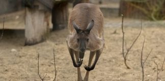 Canguro e auto a guida autonoma