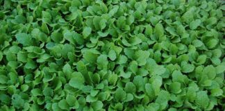 Cime di rapa