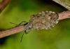 Cimice asiatica