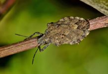 Cimice asiatica