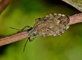 Cimice asiatica