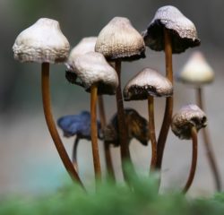 Funghi allucinogeni depressione