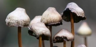 Funghi allucinogeni depressione