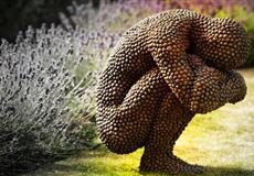 Tripofobia