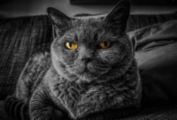 gatto tentato omicidio anziana