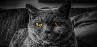 gatto tentato omicidio anziana