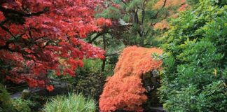 Giardino consigli