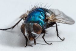 Mosca malattie