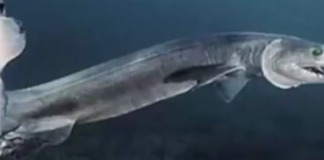 Misteriosa creatura abissi oceano