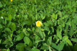 Fiori giardino