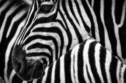 zebra o zebbra