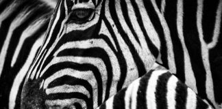 zebra o zebbra