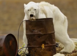 immagine shock orso polare