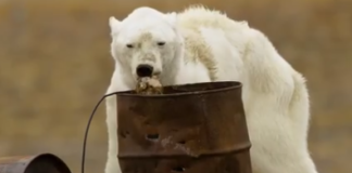 immagine shock orso polare