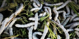 insetti da mangiare capodanno