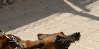Cane fattorino aggredito e ucciso