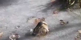 Alligatore sopravvive acque gelate
