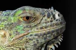 Iguana Florida neve