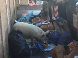 Roma degrado urbano