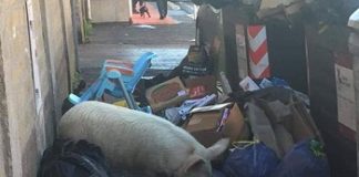 Roma degrado urbano