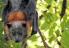 Pipistrello volpe volante australia caldo