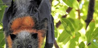 Pipistrello volpe volante australia caldo