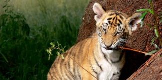 Cucciolo tigre scatola plastica
