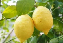 Limone agrume detox