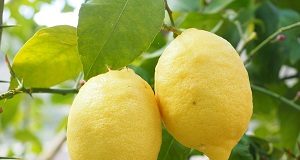 Limone agrume detox