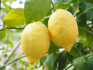 Limone agrume detox