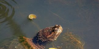 tartaruga azzannatrice villa comunale