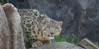 Animale sbrana bambino