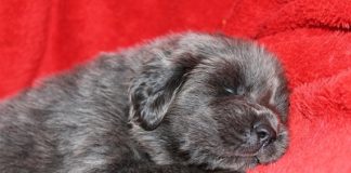 Orso al posto di mastino tibetano