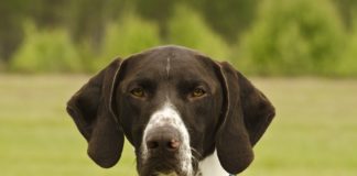 cane spara padrone