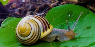 chiocciola infezione parassita