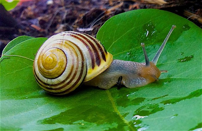 chiocciola infezione parassita