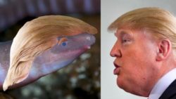 Animale Donladtrumpi