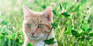 Erba gatta trattamento cancro