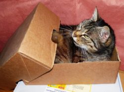 Gatto viaggio lontano da casa
