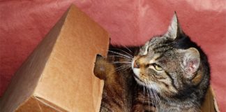 Gatto viaggio lontano da casa