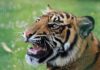 Tigre circo