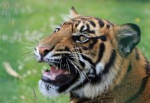 Tigre circo